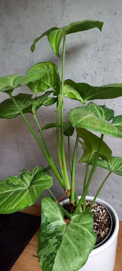 Syngonium confetti tricolor 2