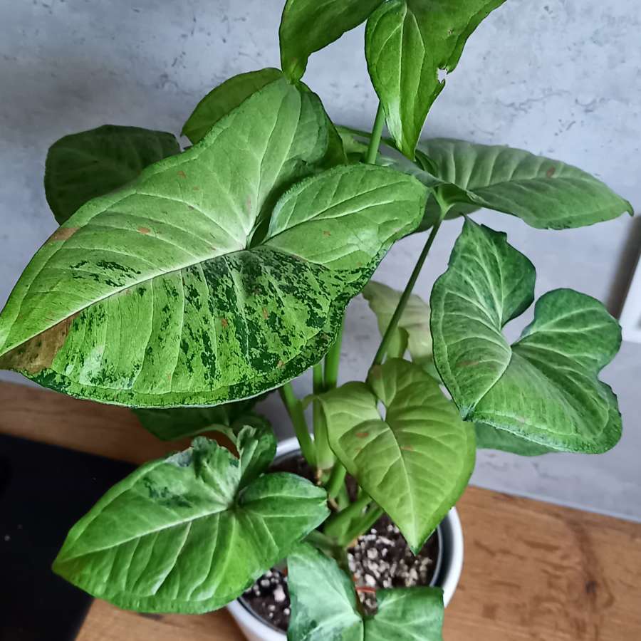 Syngonium confetti tricolor