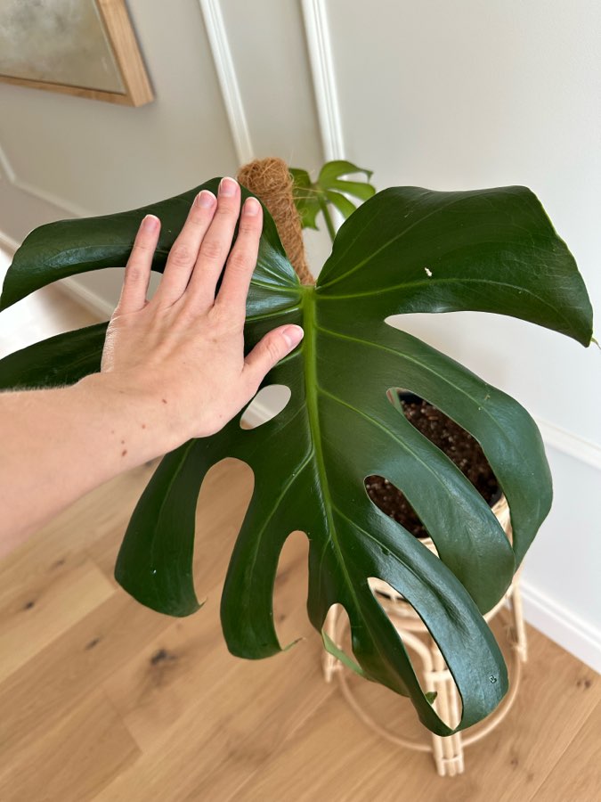 Monstera Deliciosa 3