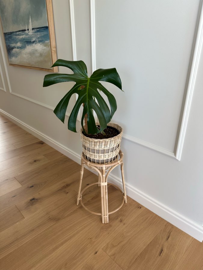 Monstera Deliciosa 2