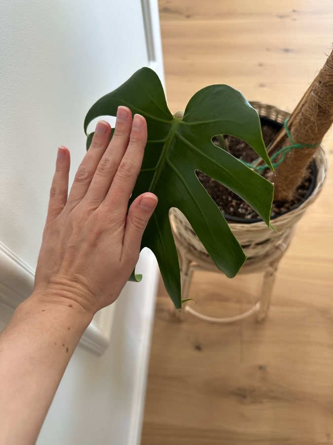 Monstera Deliciosa 4