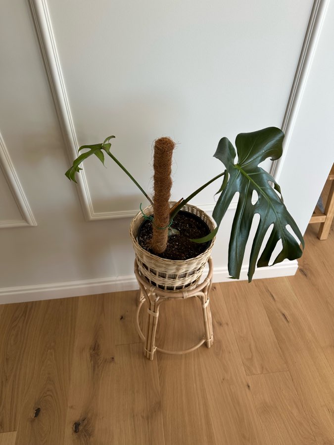 Monstera Deliciosa 5