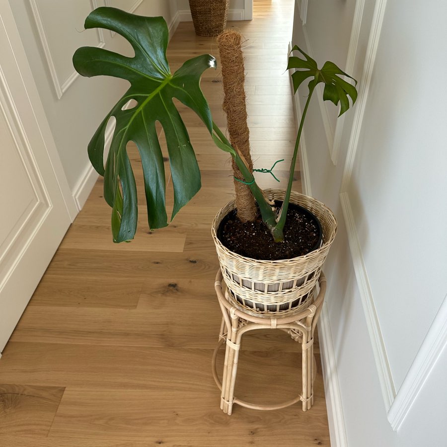 Monstera Deliciosa