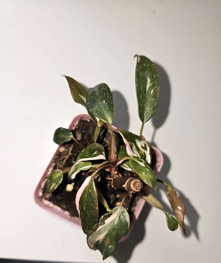 Philodendron Pink Princess 5