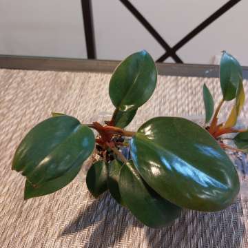 Philodendron golden princess