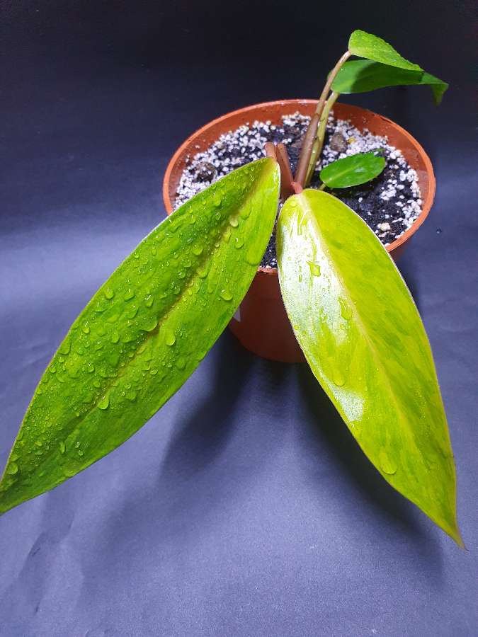 Philodendron Painted Lady 2