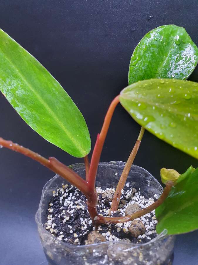 Philodendron Painted Lady 3