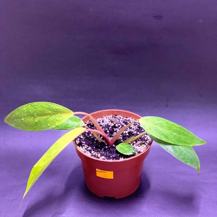 Philodendron Painted Lady