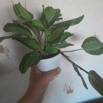 Maranta