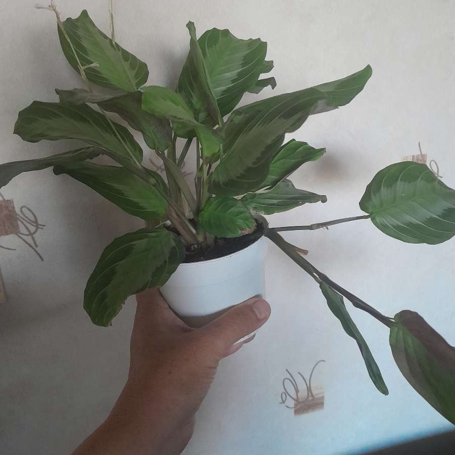 Maranta