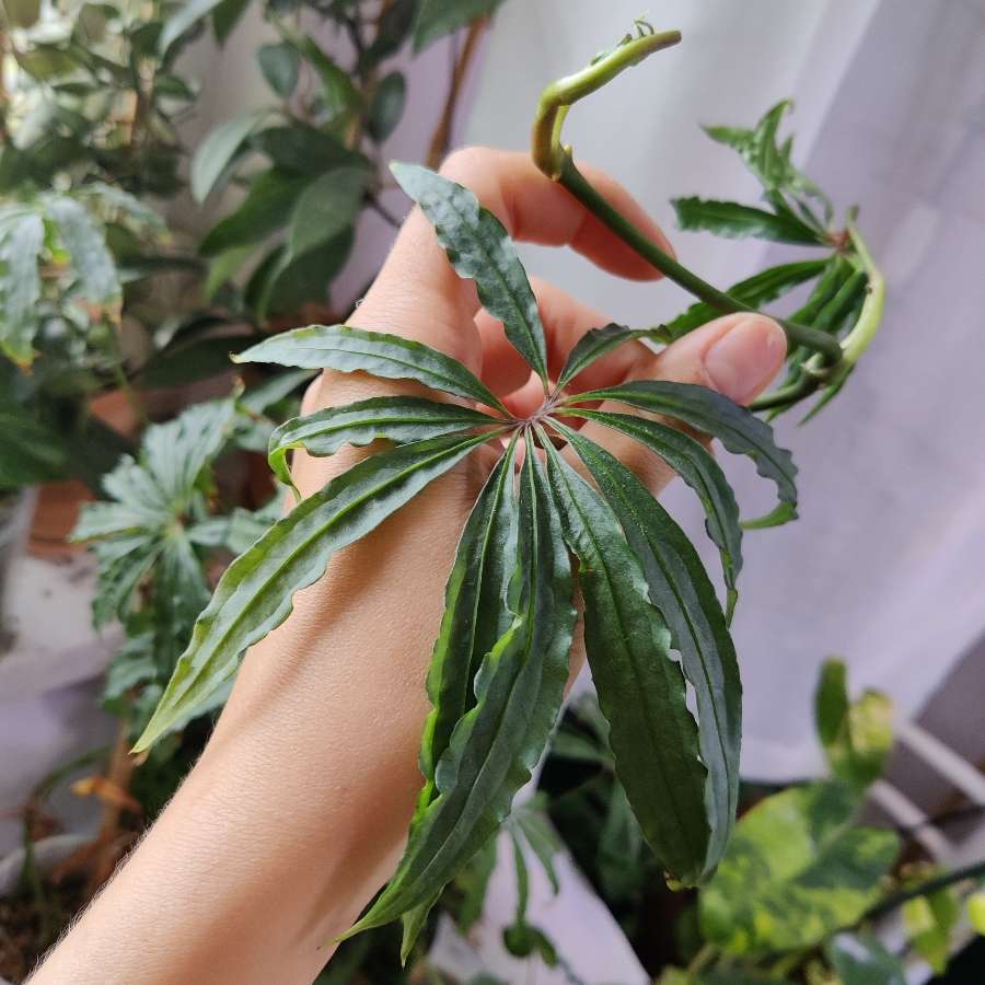 Anthurium polyschistum