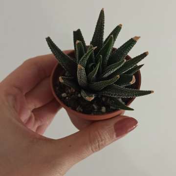 Haworthia