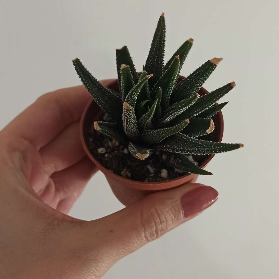Haworthia