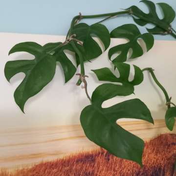 Monstera Minima