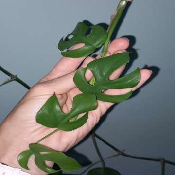 Monstera Minima