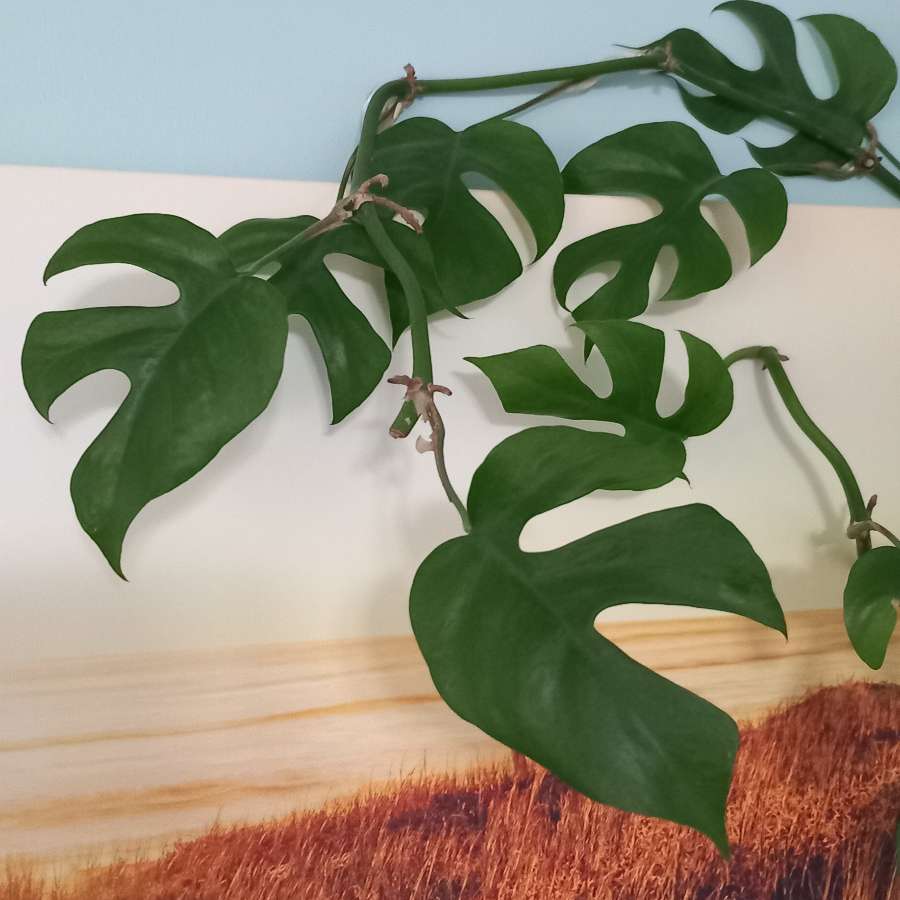 Monstera Minima