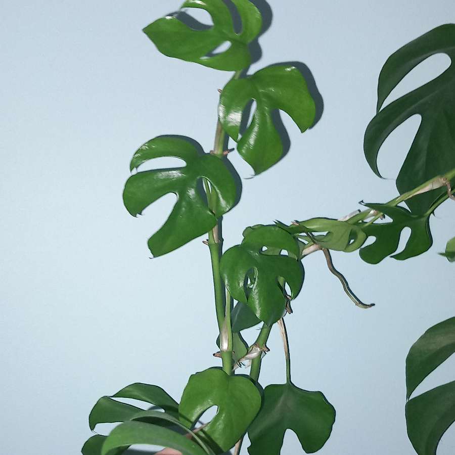 Monstera Minima
