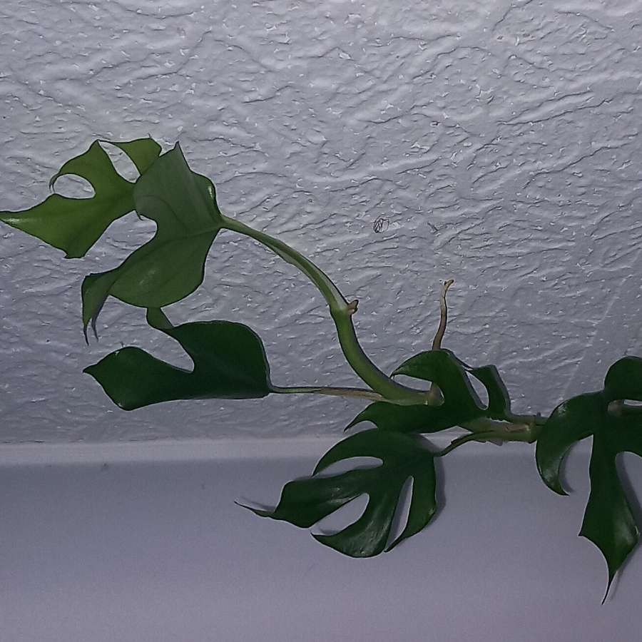 Monstera Minima