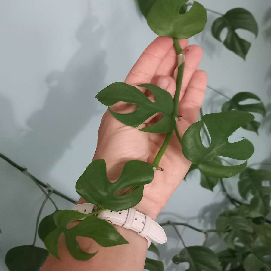 Monstera Minima