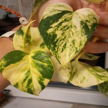 Epipremnum Hawaiian