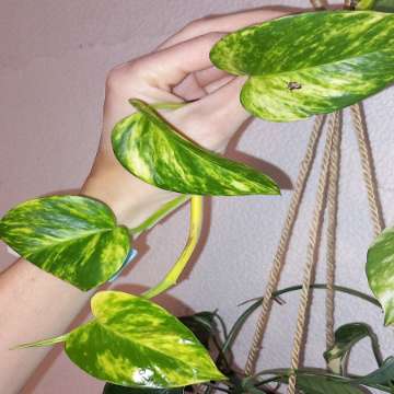 Epipremnum Hawaiian