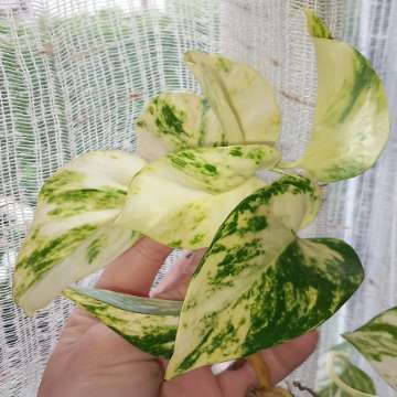 Epipremnum Hawaiian