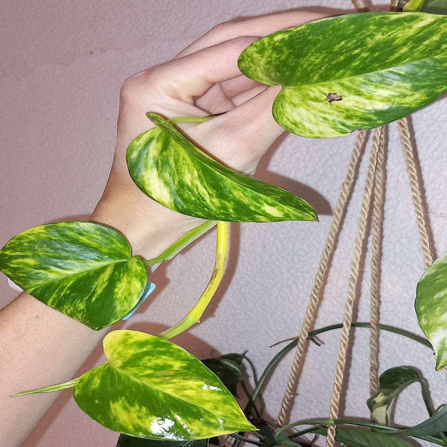 Epipremnum Hawaiian