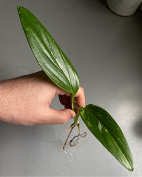 Monstera standleyana variegata ‚Cobra’ SZCZYT