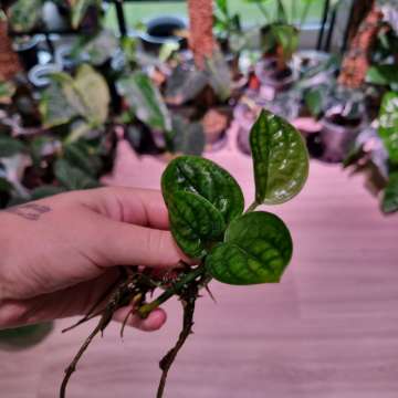 Monstera karstenianum