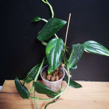 Monstera Standleyana "Cobra"