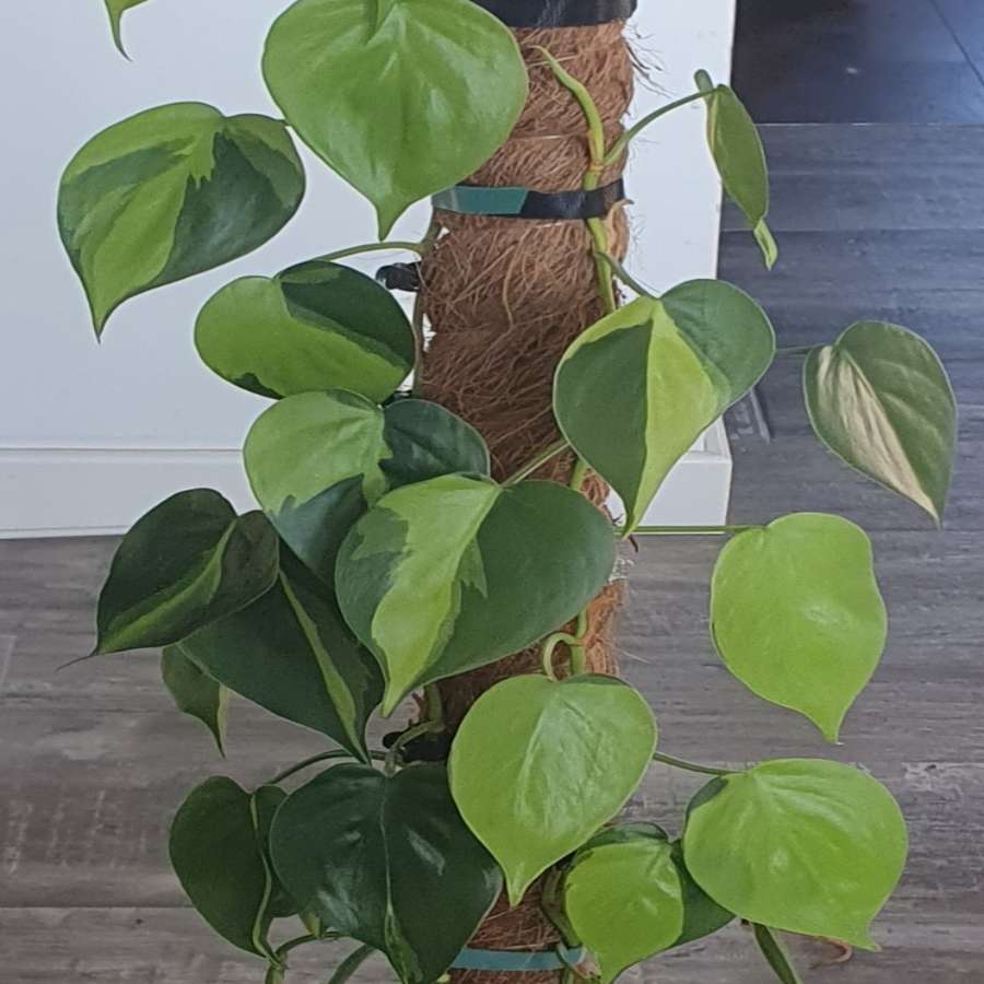 Philodendron Brasil