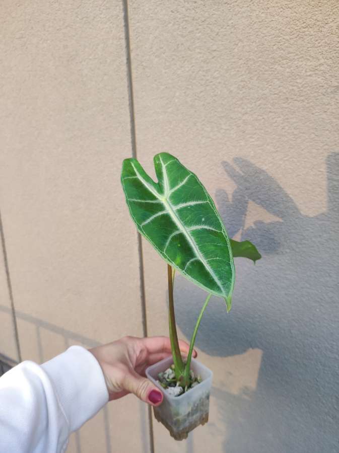 Alokazja Longiloba 2