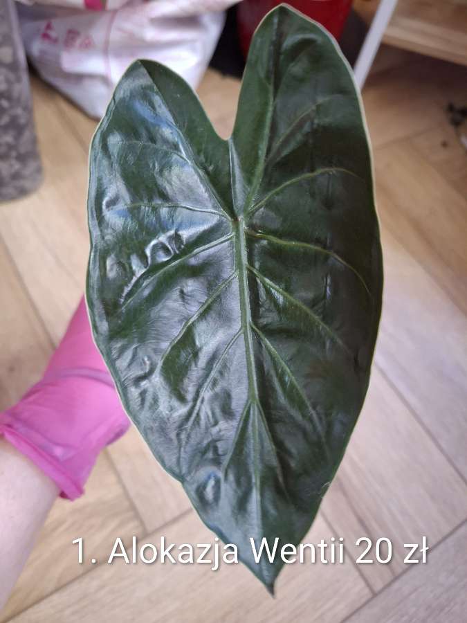 Alokazja Wentii 2