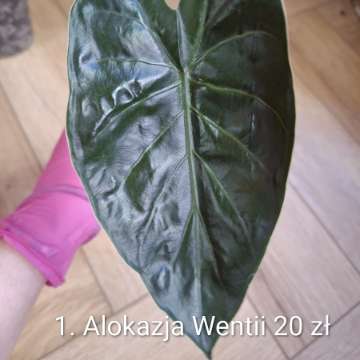 Alokazja Wentii