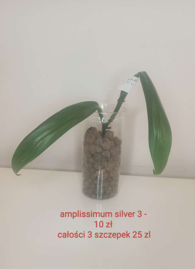 Epipremnum silver 4