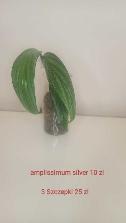 Epipremnum silver 2