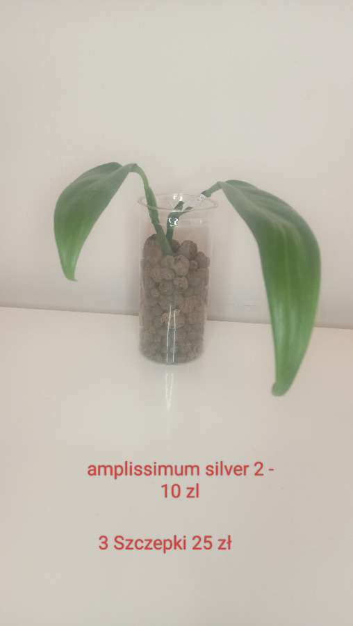 Epipremnum silver 3