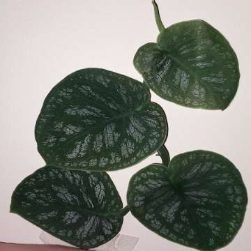 Monstera Dubia