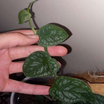 Monstera Dubia