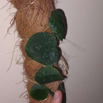 Monstera Dubia