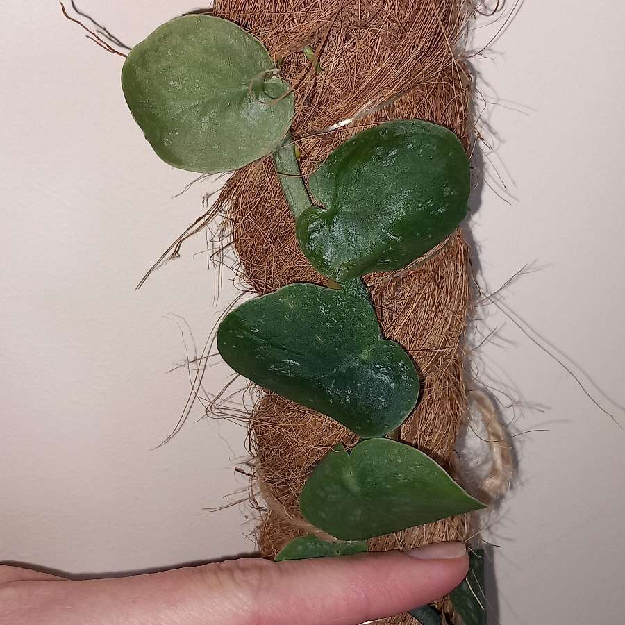 Monstera Dubia