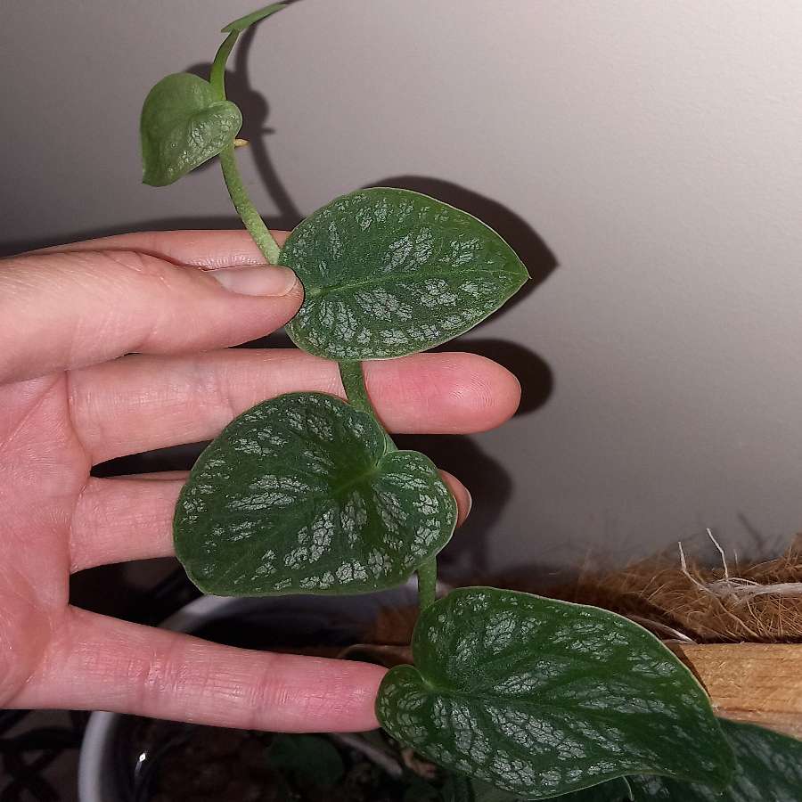 Monstera Dubia