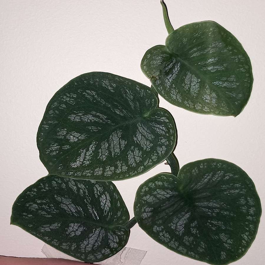 Monstera Dubia