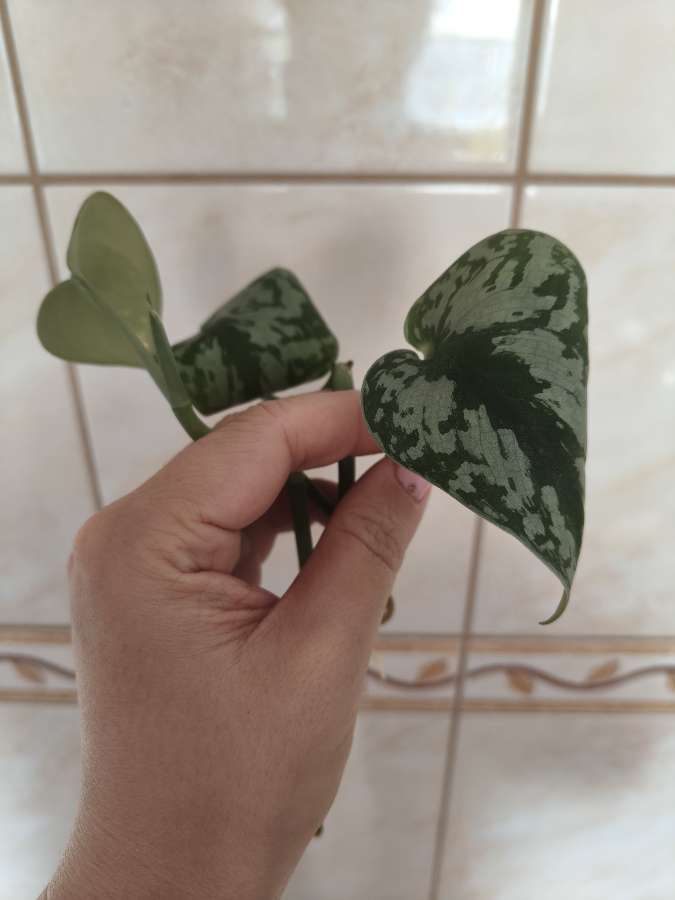 Scidapsus trebi 2