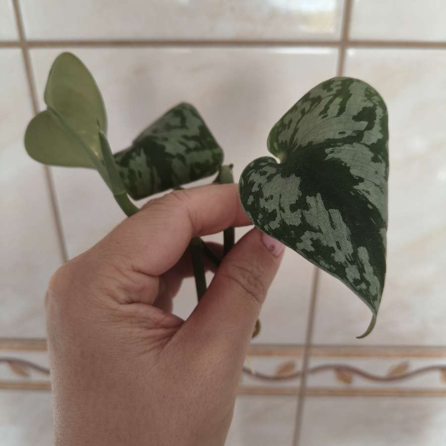 Scidapsus trebi