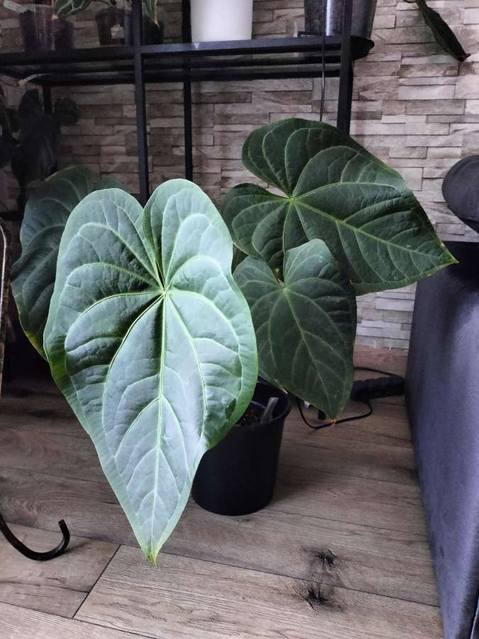 Anthurium magnificum verde 2