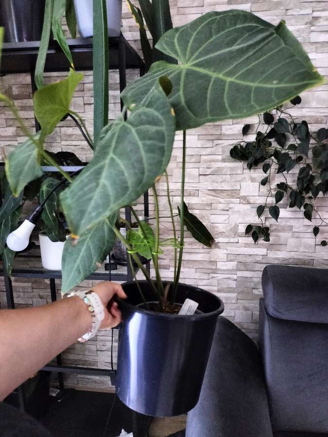 Anthurium magnificum verde 3