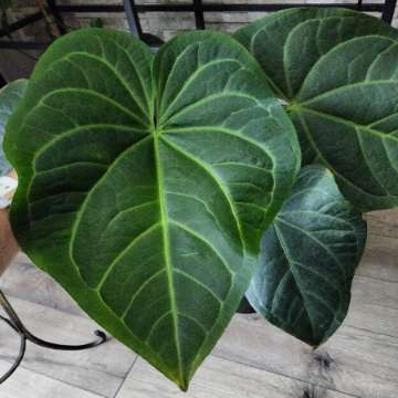 Anthurium magnificum verde
