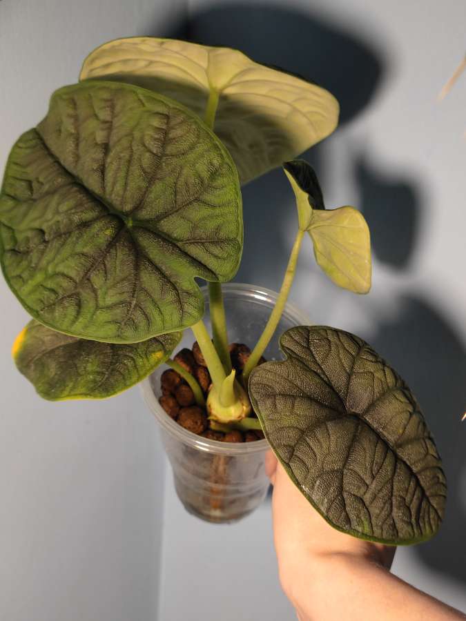 Sadzonki Alocasia Melo 2