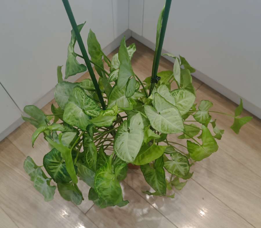 Syngonium 4